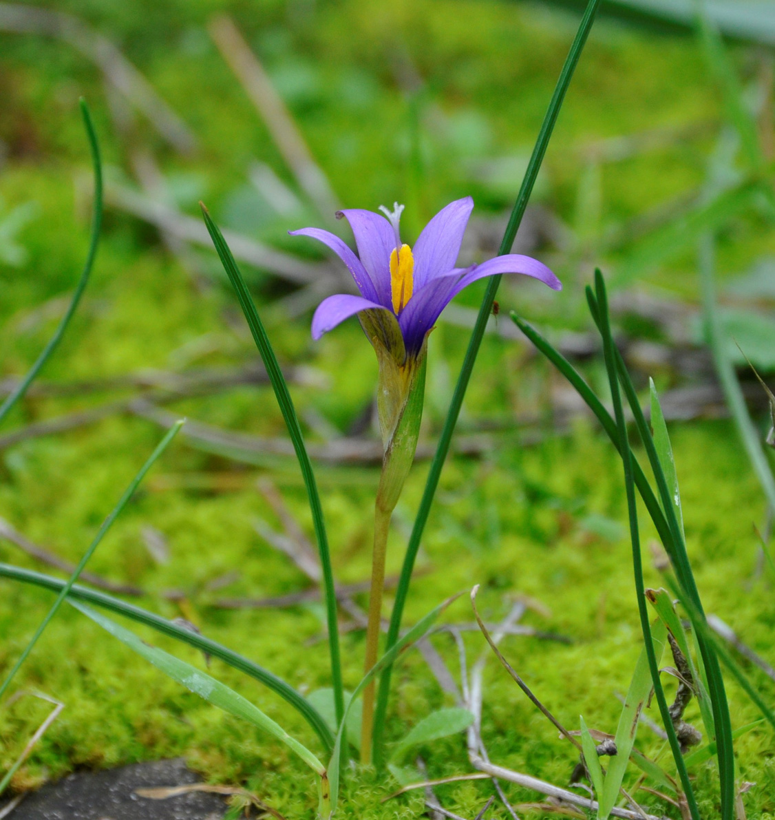 Image of Romulea tempskyana specimen.