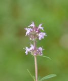 genus Thymus. Верхушка цветущего растения. Грузия, Боржоми-Харагаульский национальный парк, дно долины руч. Квабисхеви, ≈ 1150 м н.у.м, большой луг в окружении смешанного леса. 26.05.2018.