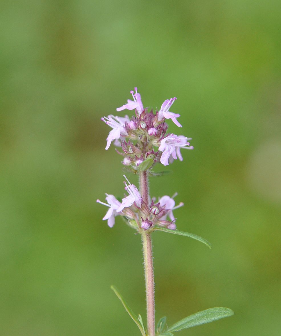 Изображение особи род Thymus.