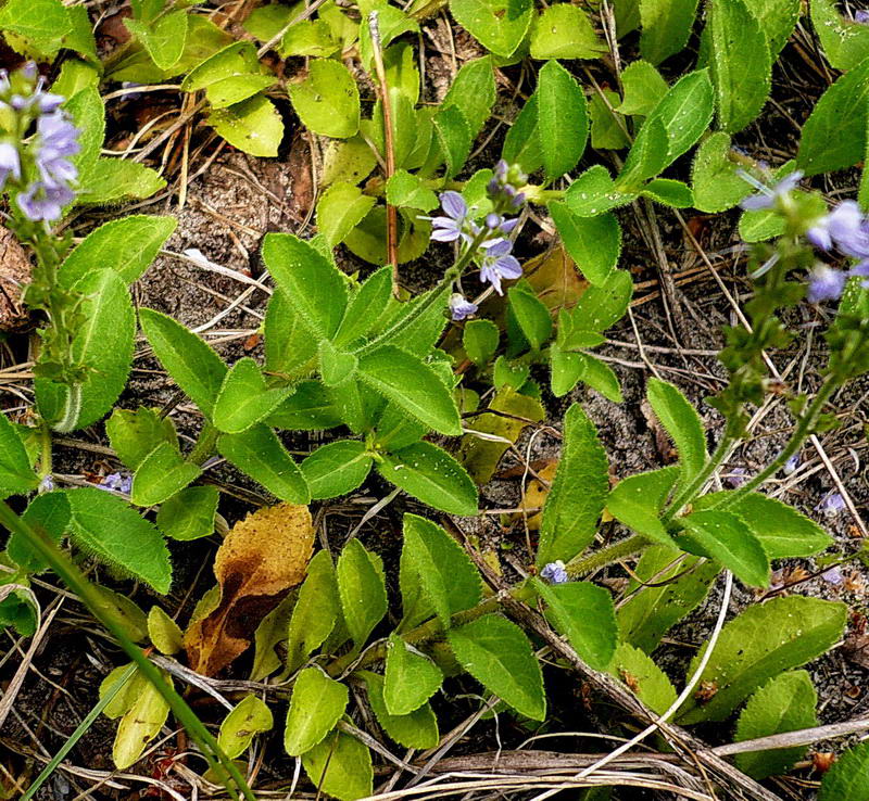 Image of Veronica officinalis specimen.