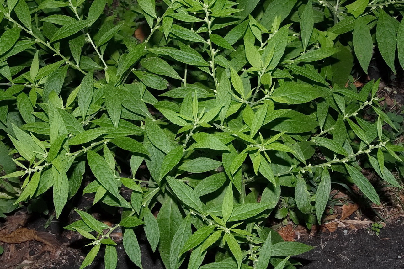 Image of Carpesium abrotanoides specimen.