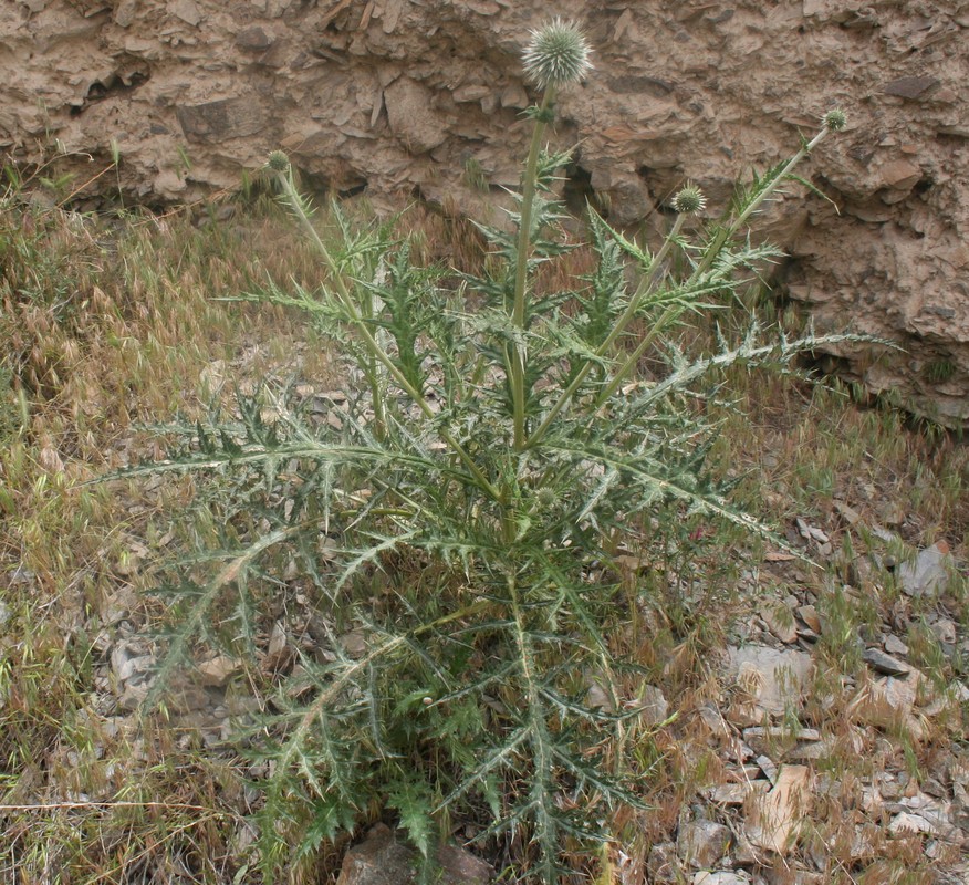 Image of genus Echinops specimen.