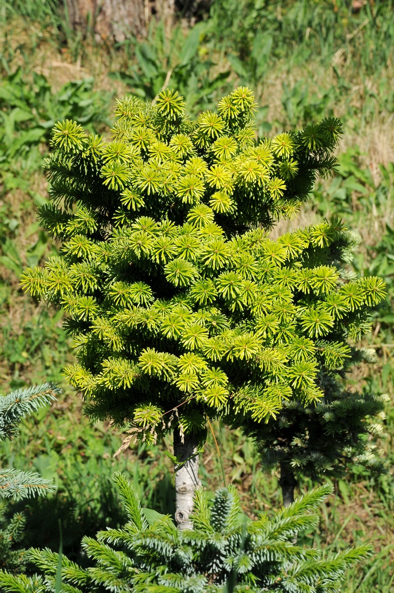 Image of Abies semenovii specimen.