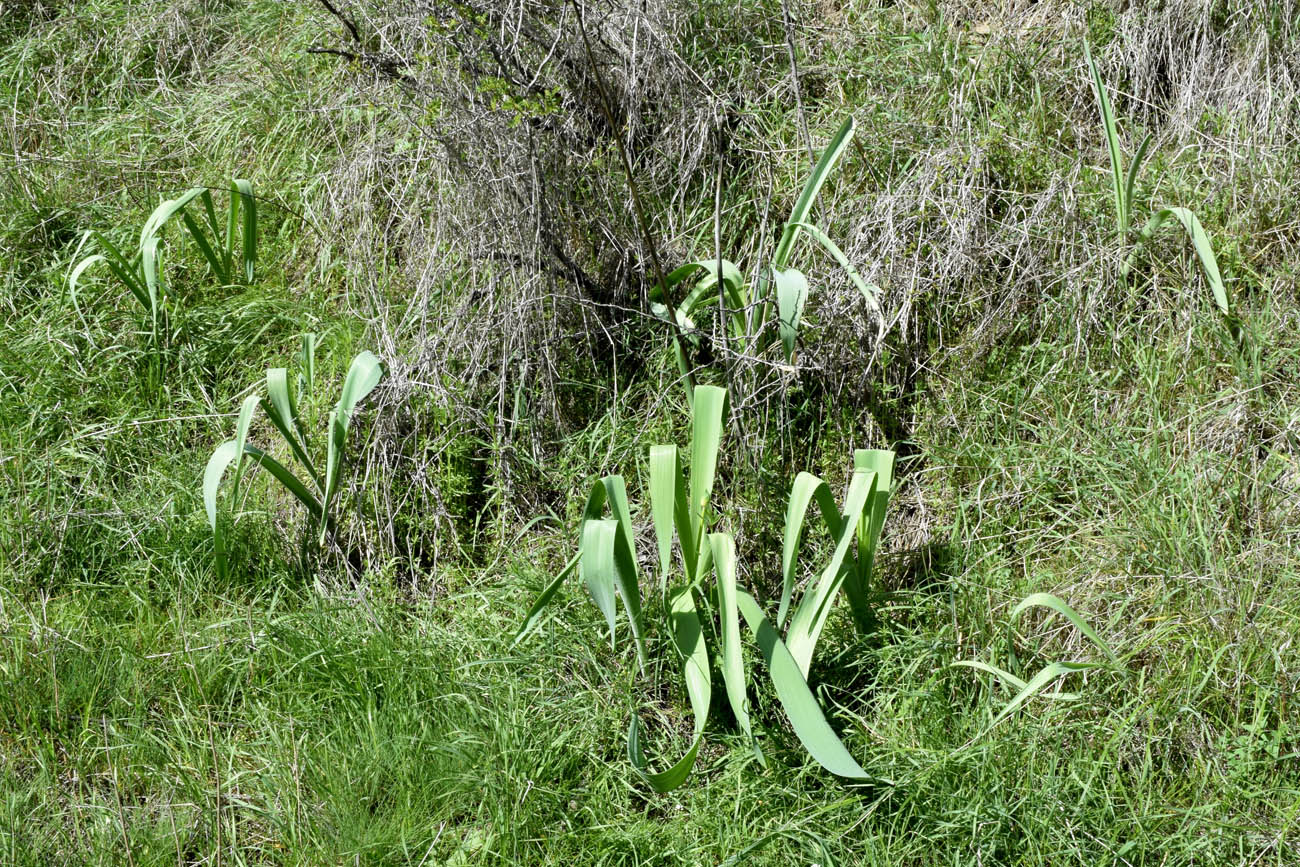 Image of Allium stipitatum specimen.