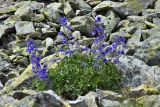 Delphinium caucasicum