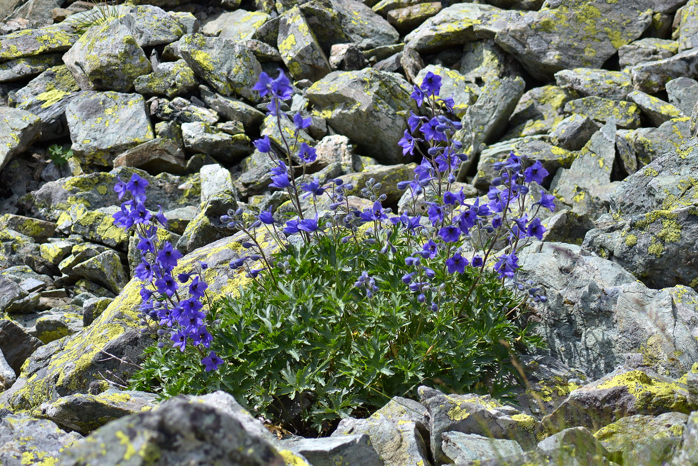 Изображение особи Delphinium caucasicum.