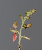 Indigofera articulata