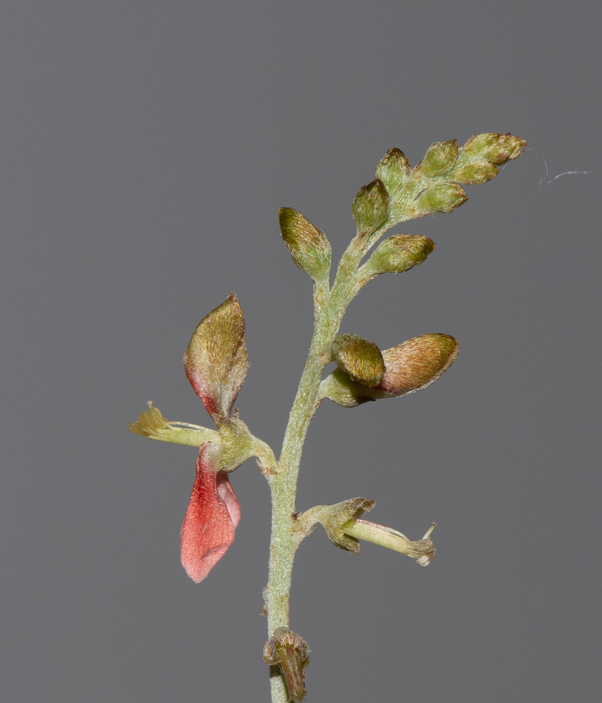 Image of Indigofera articulata specimen.