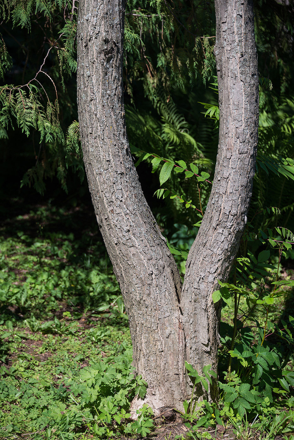 Image of Pterocarya rhoifolia specimen.