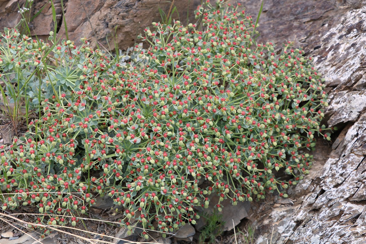 Image of Euphorbia marschalliana specimen.