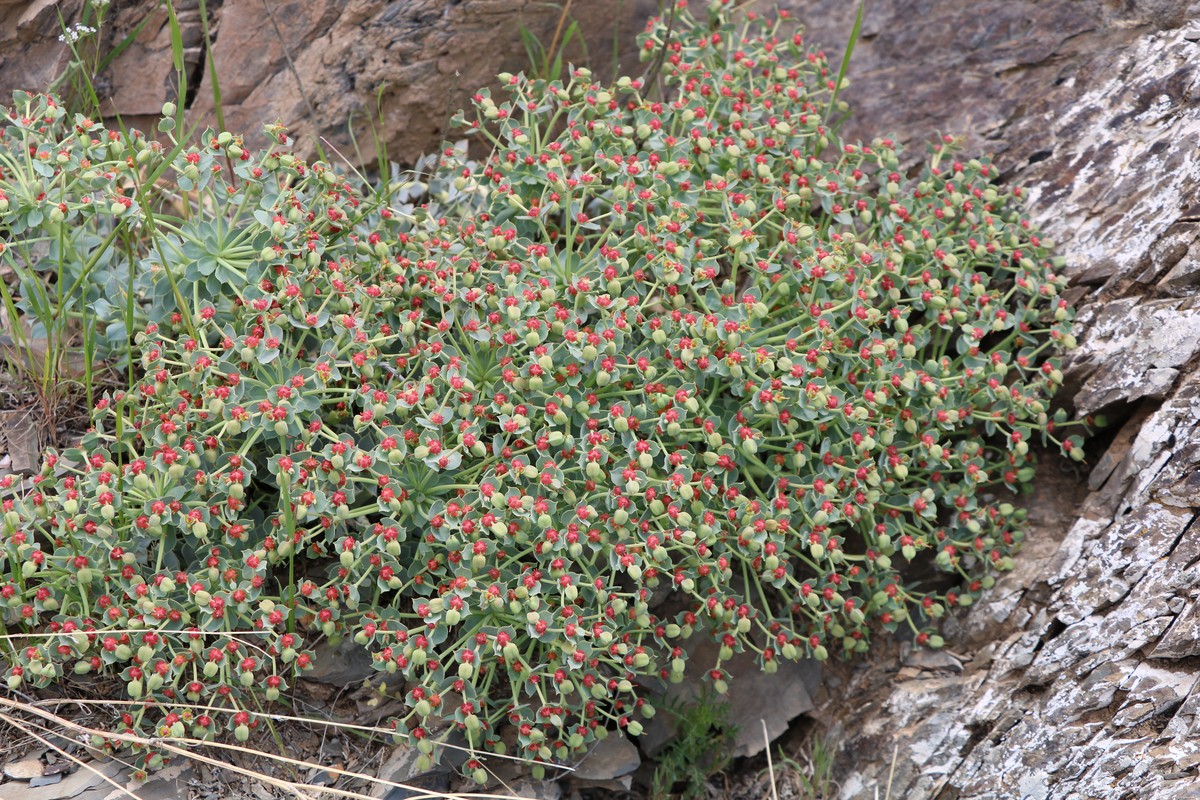 Изображение особи Euphorbia marschalliana.