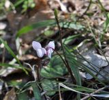 Cyclamen coum. Верхушка цветущего растения. Республика Адыгея, левый борт долины р. Белая на участке от скалы Пронеси Господи до устья руч. Большой Руфабго, буковый лес. 07.04.2019.