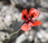 Papaver lacerum