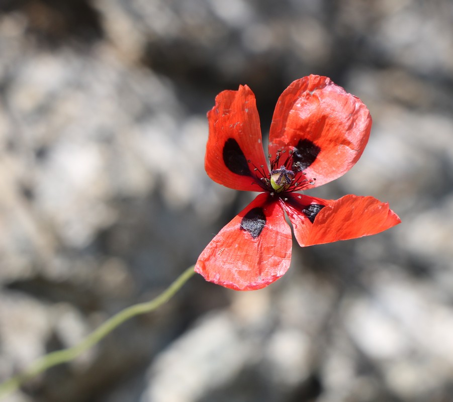 Image of Papaver lacerum specimen.