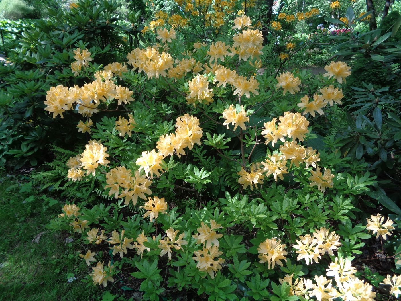 Изображение особи Rhododendron molle ssp. japonicum.