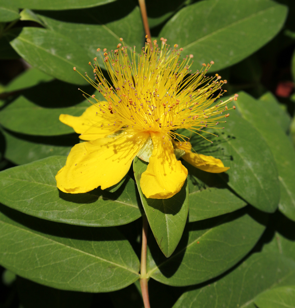 Image of Hypericum calycinum specimen.