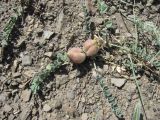 Astragalus biebersteinii