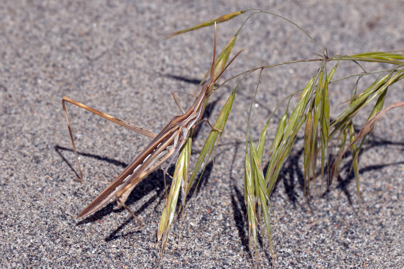 Image of Anisantha sterilis specimen.