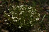 Minuartia verna