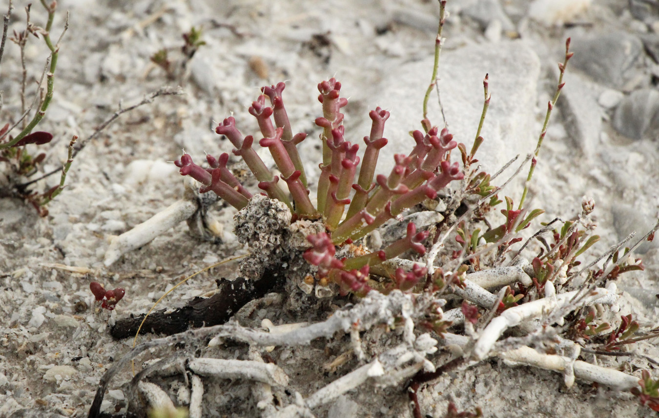 Image of Anabasis truncata specimen.