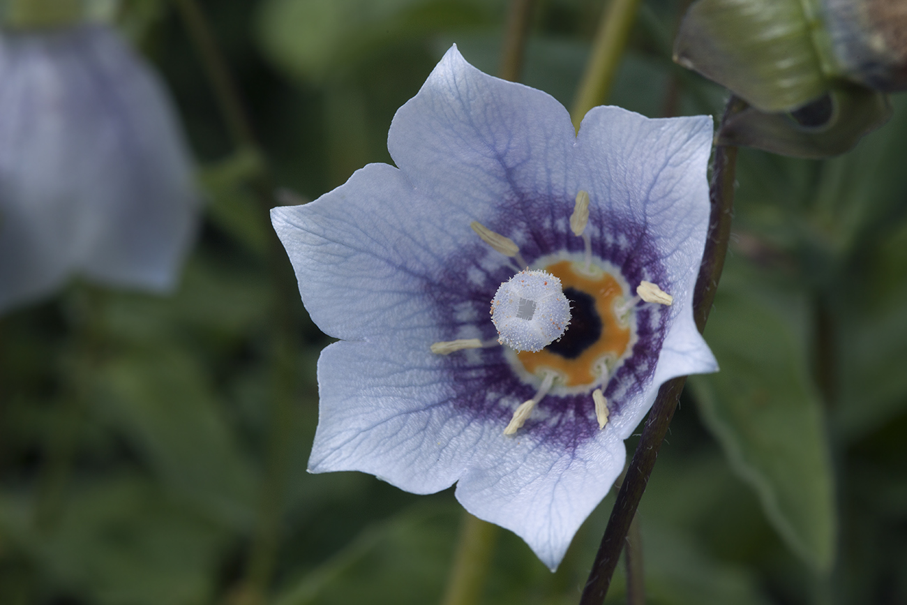 Изображение особи Codonopsis clematidea.