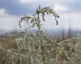 Artemisia santonicum. Верхушка расцветающего растения. Южный берег Крыма, окр. с. Приветное, гора Казах, каменистая степь. 24.07.2019.