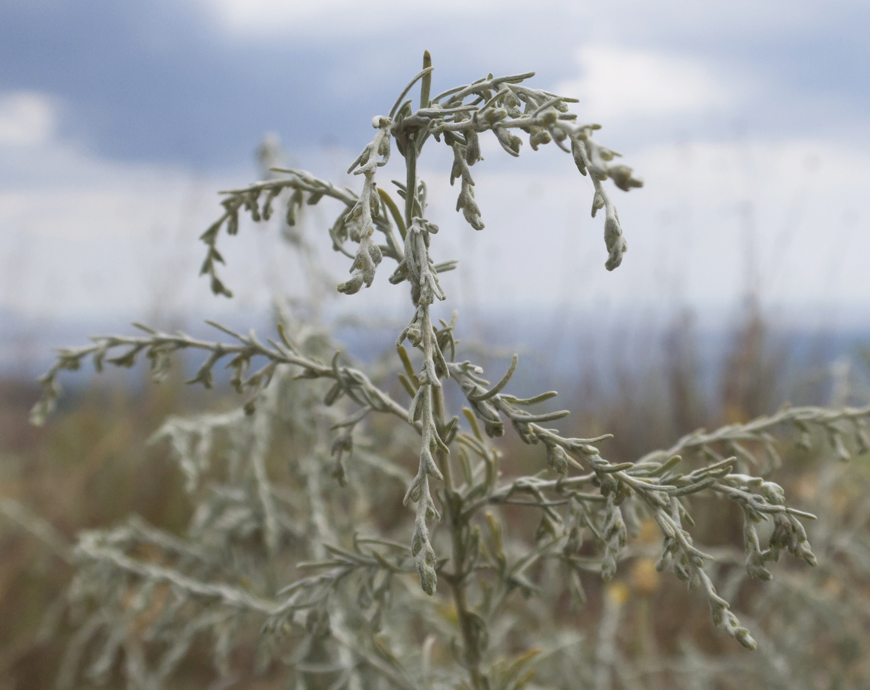 Image of Artemisia santonicum specimen.