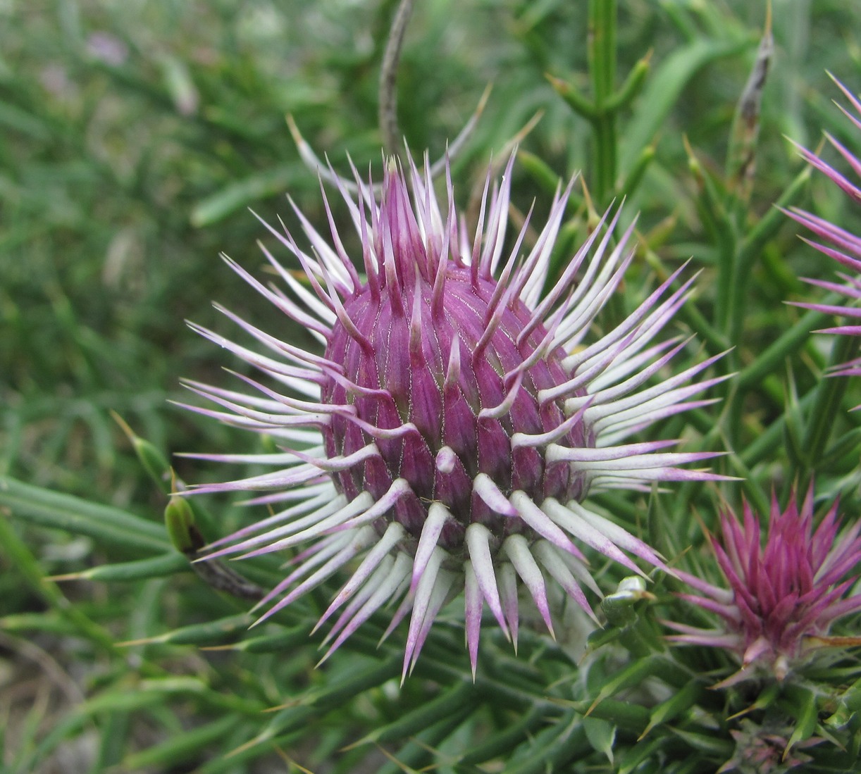 Image of Lamyra echinocephala specimen.