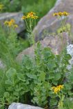 Senecio taraxacifolius. Цветущие растения. Карачаево-Черкесия, Зеленчукский р-н, окр. пос. Архыз, Софийский хр., юж. склон пер. Кёль-Ауш (спуск к Софийским озёрам), 2845 м н.у.м., каменистый склон. 07.08.2018.