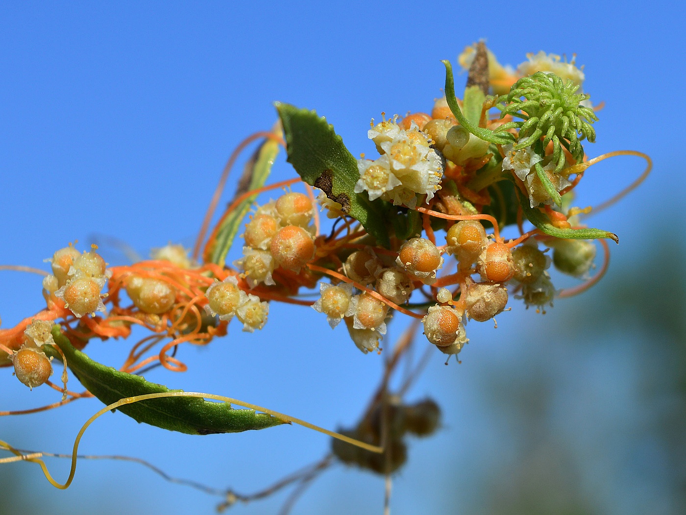 Image of Cuscuta cesatiana specimen.