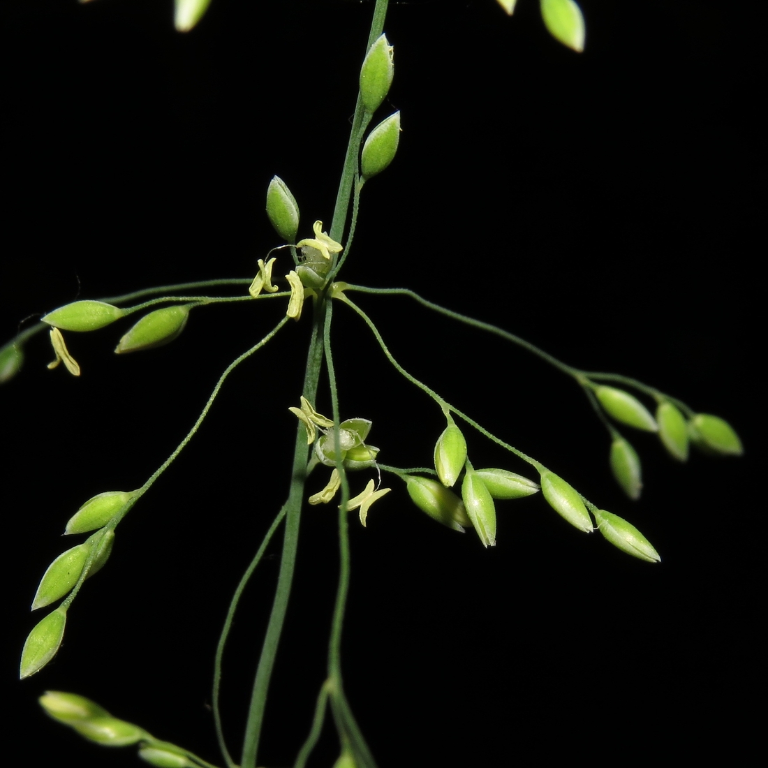 Image of Milium effusum specimen.