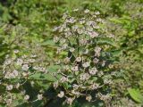 Deutzia parviflora