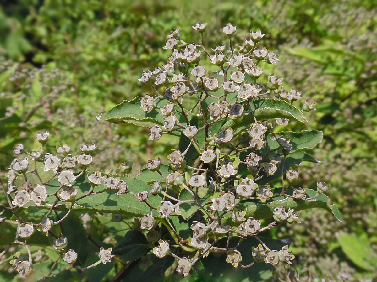 Image of Deutzia parviflora specimen.