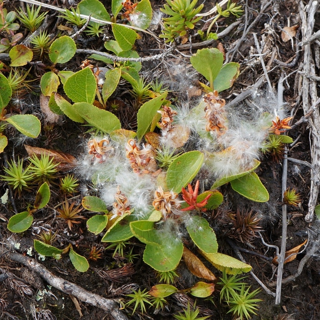 Image of genus Salix specimen.