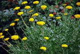 Achillea filipendulina. Верхушки побегов с соцветиями. Челябинск, Ботанический сад ЧелГУ, в культуре. 01.08.2019.