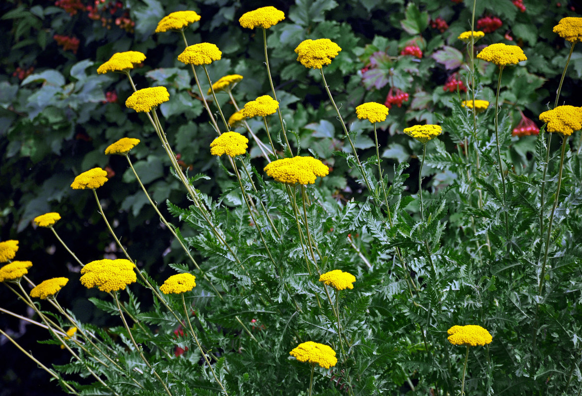 Image of Achillea filipendulina specimen.