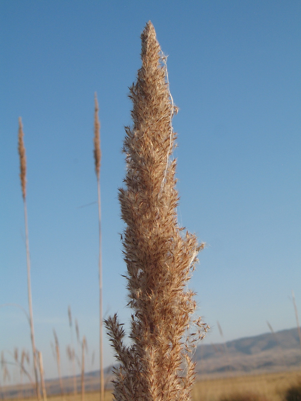 Image of Erianthus ravennae specimen.