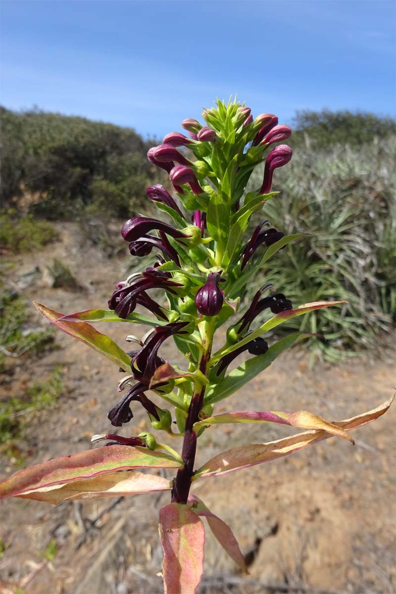 Изображение особи Lobelia polyphylla.