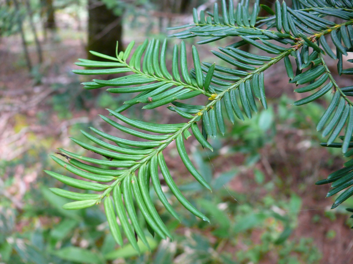 Image of Taxus cuspidata specimen.