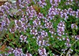 Thymus pulegioides. Верхушки побегов с соцветиями. Сербия, национальный парк Тара, плоскогорье Равна Тара, западный берег оз. Заовине, каменистый склон. 11.07.2019.