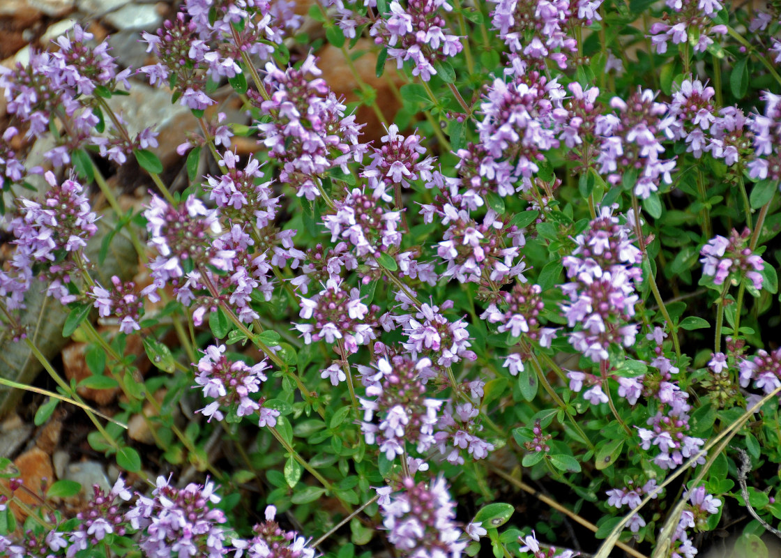 Изображение особи Thymus pulegioides.