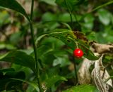 Ruscus colchicus. Часть ветви с плодом. Краснодарский край, МО город-курорт Сочи, Хостинский р-н, долина р. Агура, ООПТ Агурские водопады, каменистый склон у тропы. 8 октября 2019 г.