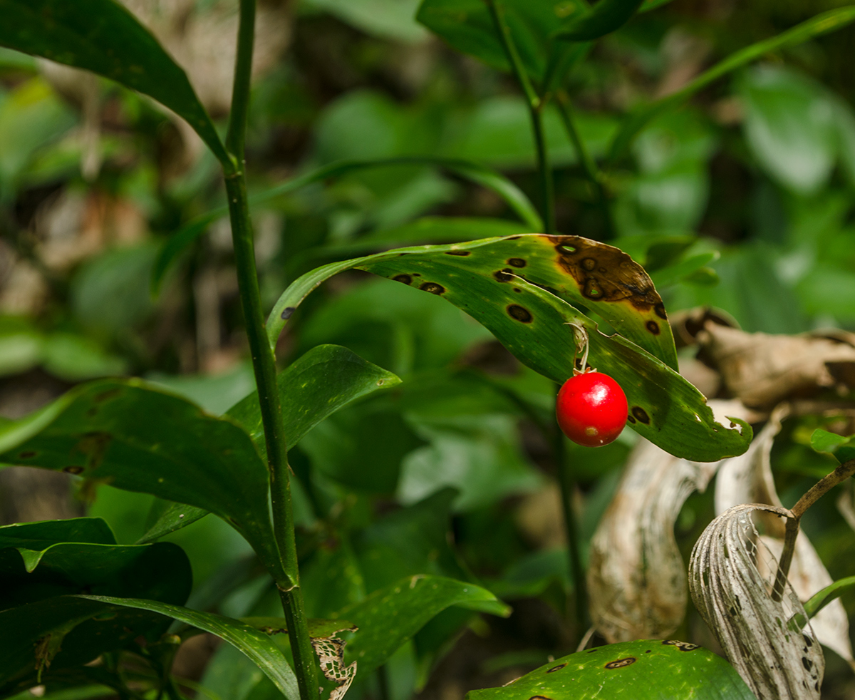 Image of Ruscus colchicus specimen.