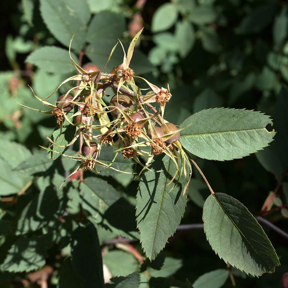 Изображение особи Rosa glauca.