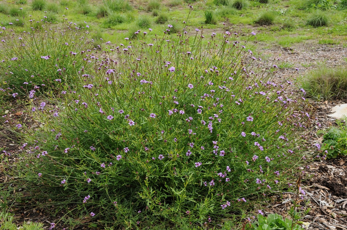 Изображение особи Glandularia lilacina.