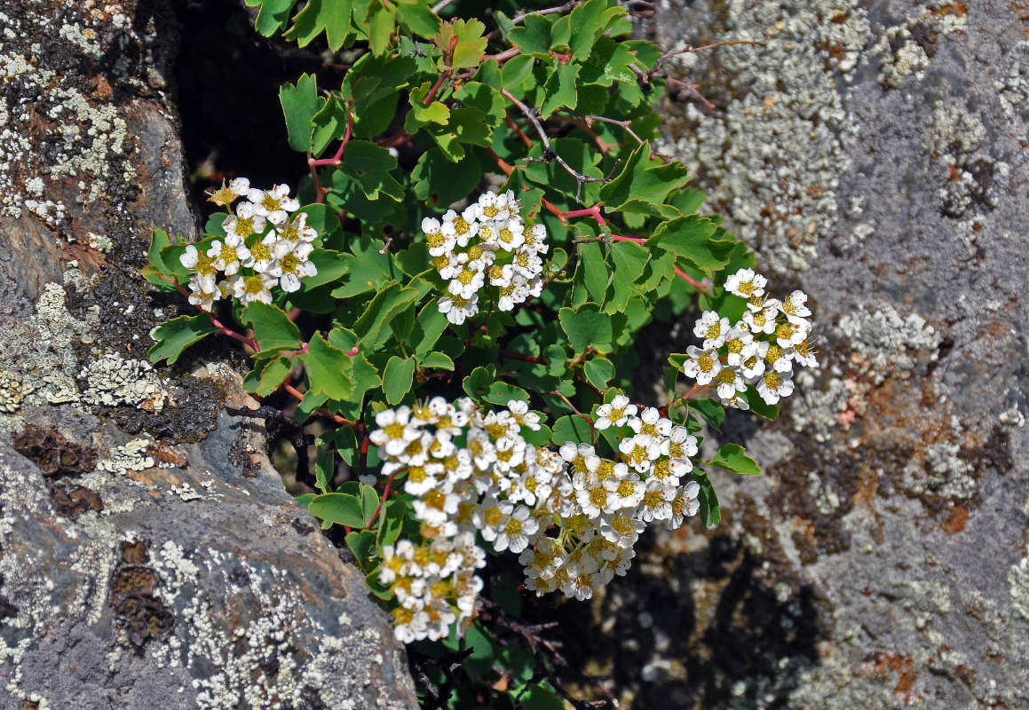 Image of Spiraea trilobata specimen.