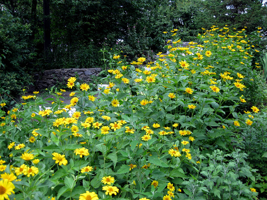 Изображение особи Heliopsis helianthoides ssp. scabra.