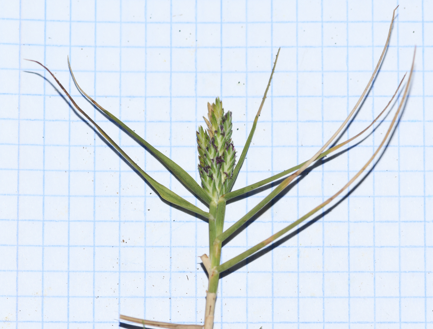Image of Distichlis spicata specimen.