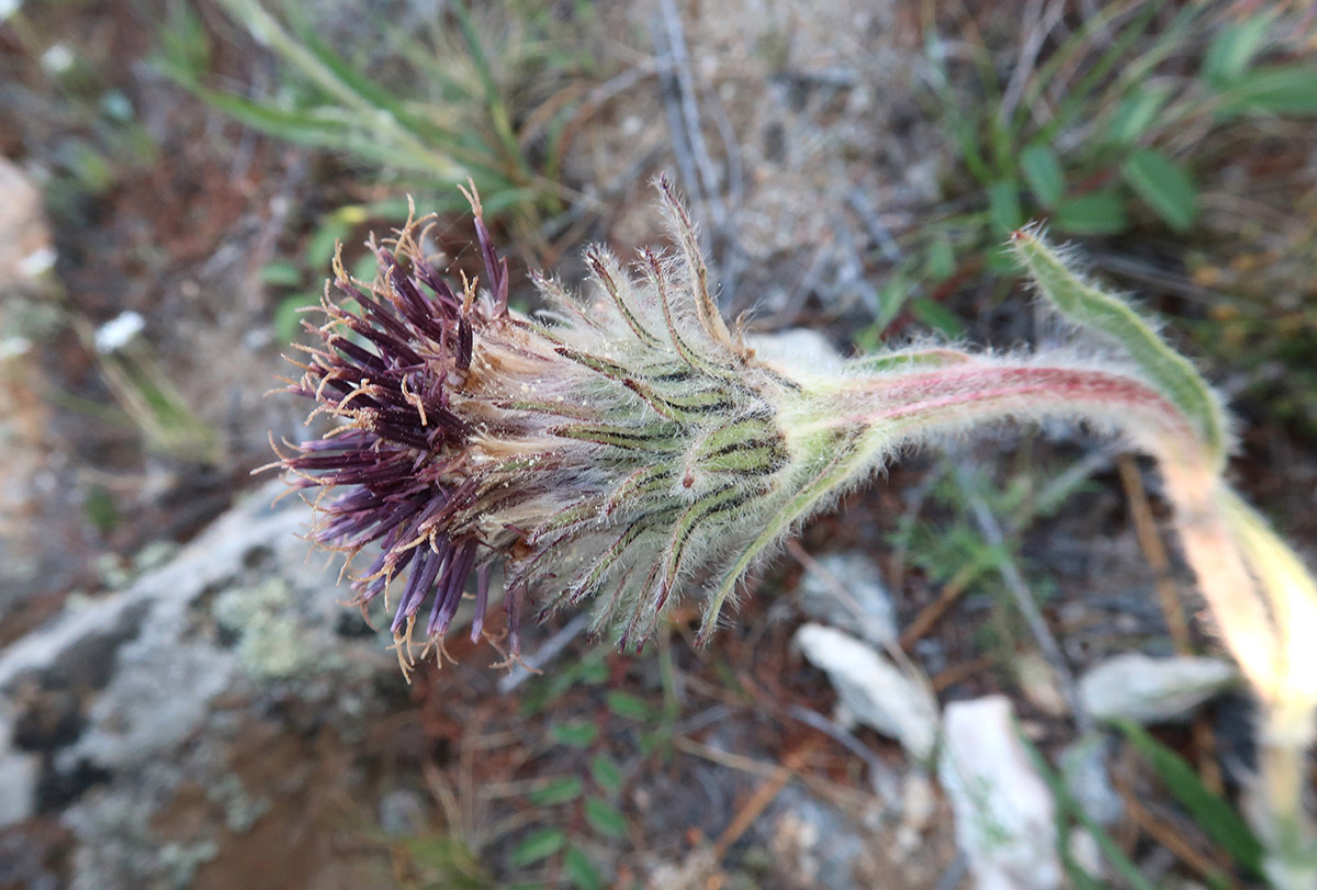 Изображение особи Saussurea schanginiana.