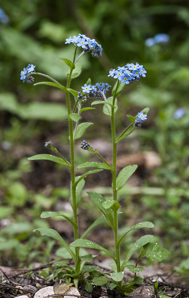 Image of Myosotis sylvatica specimen.